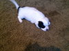 Sp Litter Monroe - ADOPTED 04.26.16
