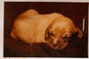 Sp Litter Wilson - ADOPTED 04.26.16