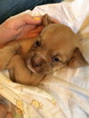 Sp Litter Wilson - ADOPTED 04.26.16