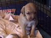 Sp Litter Wilson - ADOPTED 04.26.16