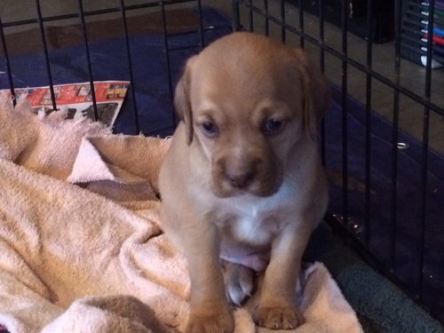 Sp Litter Wilson - ADOPTED 04.26.16