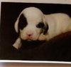 Sp Litter Grant - ADOPTED 04.26.16