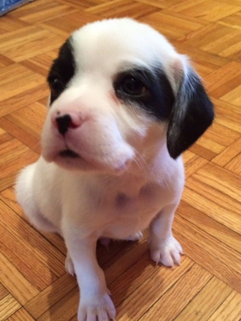 Sp Litter Grant - ADOPTED 04.26.16