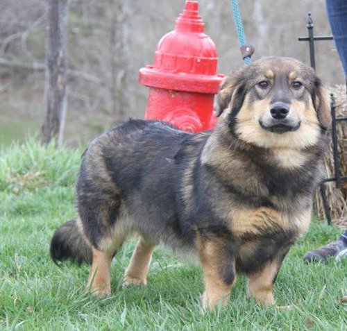 Rydia - ADOPTED 4.5.16