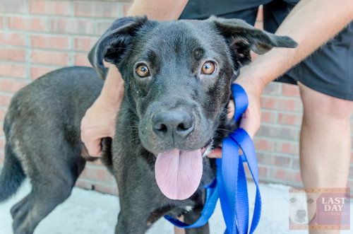 Sirius-ADOPTED 6.14.16