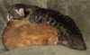 Squirrel - Ab Litter - ADOPTED 02.21.19