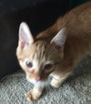 Squirrel - Ab Litter - ADOPTED 02.21.19