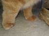 Squirrel - Ab Litter - ADOPTED 02.21.19