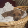 Tp litter Newman - ADOPTED 05.16.16