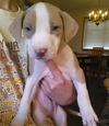 Tp Litter Bogart - ADOPTED 04.30.16
