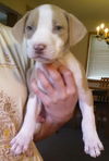 Tp Litter Bogart - ADOPTED 04.30.16