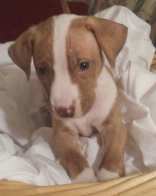 Tp Litter Burton - ADOPTED 04.15.16