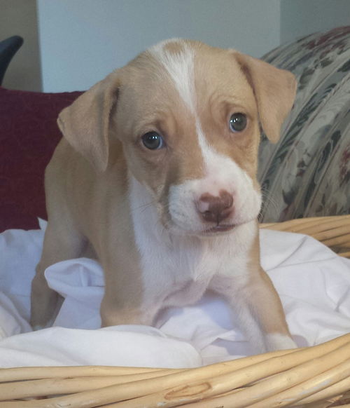 Tp Litter Brando - ADOPTED 05.08.16
