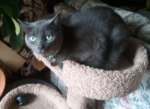 Bixby - ADOPTED 08.16.16