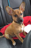 Hugo - ADOPTED 04.16.16