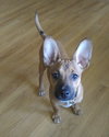 Hugo - ADOPTED 04.16.16