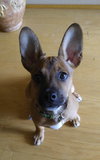 Hugo - ADOPTED 04.16.16