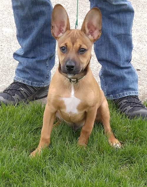 Hugo - ADOPTED 04.16.16