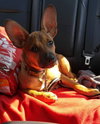 Hugo - ADOPTED 04.16.16