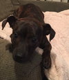 Monkers - ADOPTED 04.24.16