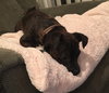 Monkers - ADOPTED 04.24.16