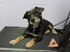 Royce - ADOPTED 4.16.16