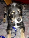 Royce - ADOPTED 4.16.16