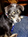 Royce - ADOPTED 4.16.16