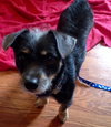 Royce - ADOPTED 4.16.16
