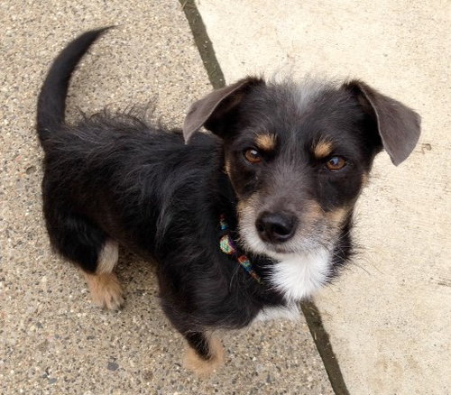 Royce - ADOPTED 4.16.16