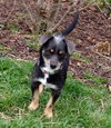 Royce - ADOPTED 4.16.16