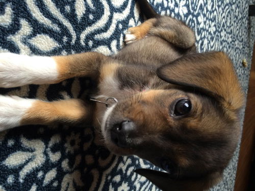 Mathias - ADOPTED 04.17.16