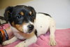 Vp litter Reagan - ADOPTED 04.29.16