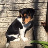 Vp litter Reagan - ADOPTED 04.29.16