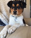 Vp litter Reagan - ADOPTED 04.29.16