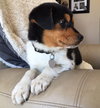 Vp litter Reagan - ADOPTED 04.29.16