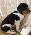 Vp litter Reagan - ADOPTED 04.29.16