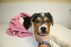 Vp Litter Ramzi - ADOPTED 05.01.16