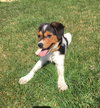 Vp Litter Ramzi - ADOPTED 05.01.16