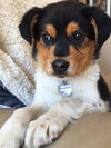 Vp Litter Ramzi - ADOPTED 05.01.16