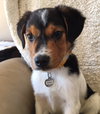 Vp Litter Ramzi - ADOPTED 05.01.16