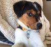 Vp Litter Ramzi - ADOPTED 05.01.16