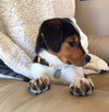 Vp Litter Ramzi - ADOPTED 05.01.16