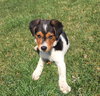 Vp Litter Ramzi - ADOPTED 05.01.16