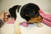 Vp Litter Rhianna - ADOPTED 04.30.16