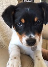 Vp Litter Rhianna - ADOPTED 04.30.16