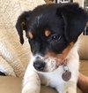 Vp Litter Rhianna - ADOPTED 04.30.16