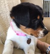 Vp Litter Rhianna - ADOPTED 04.30.16