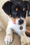 Vp Litter Rhianna - ADOPTED 04.30.16
