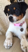 Vp Litter Rhianna - ADOPTED 04.30.16